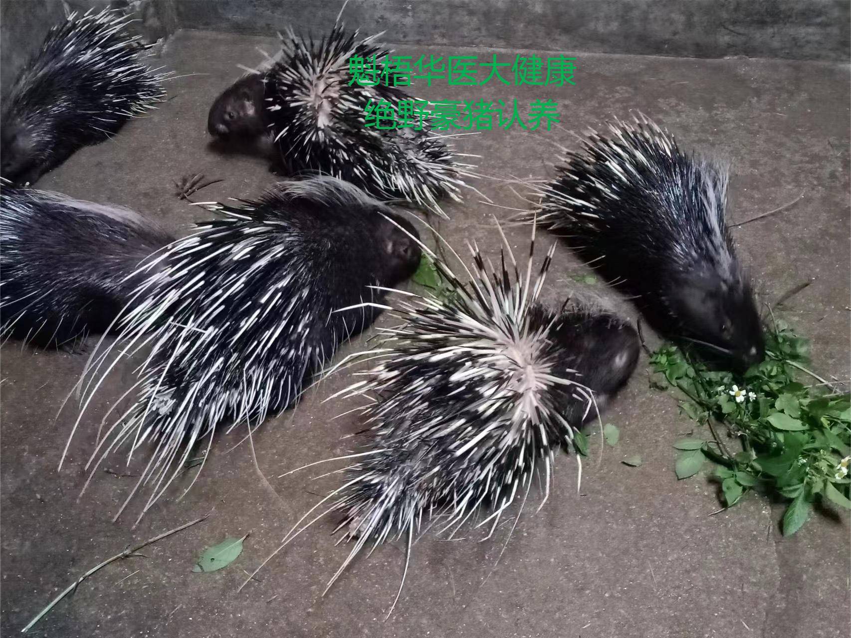最新豪猪回收商家方法分析(最方便真实的红河豪猪卖去什么地方方法)